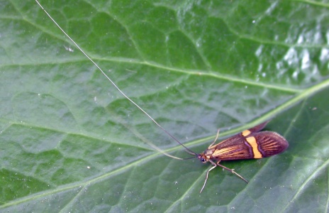 Nemophora deegerella - Kenneth Noble